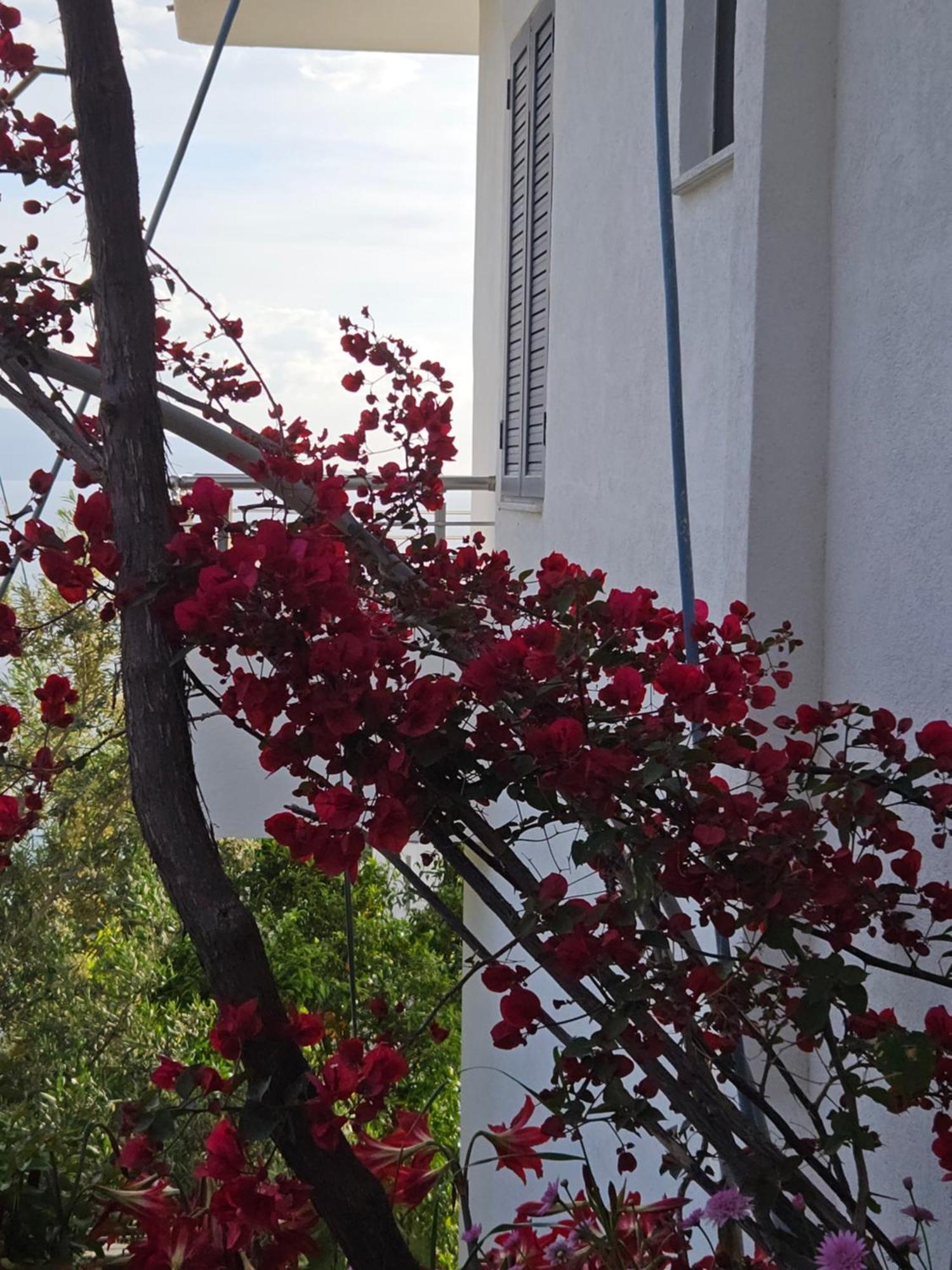 Nora'S Guesthouse Saranda Dış mekan fotoğraf